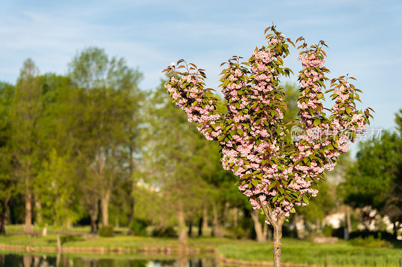 日本樱(Prunus serrulata)树在Ajka划船湖附近